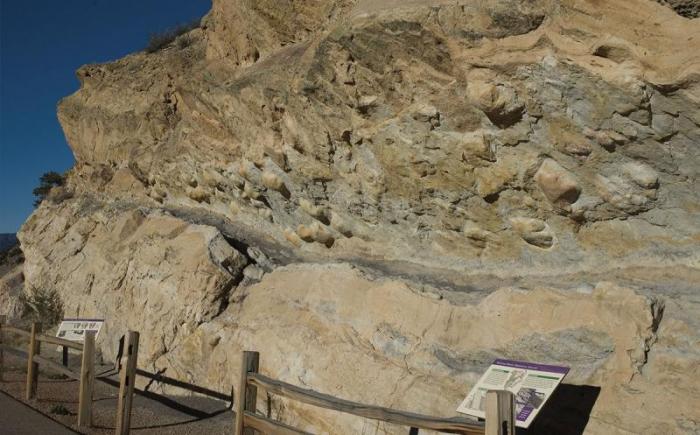 Dinosaur Fossils Royal Gorge Region