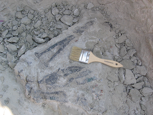 Royal Gorge Region Fossil Finds