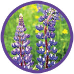 Lupine Wildflowers