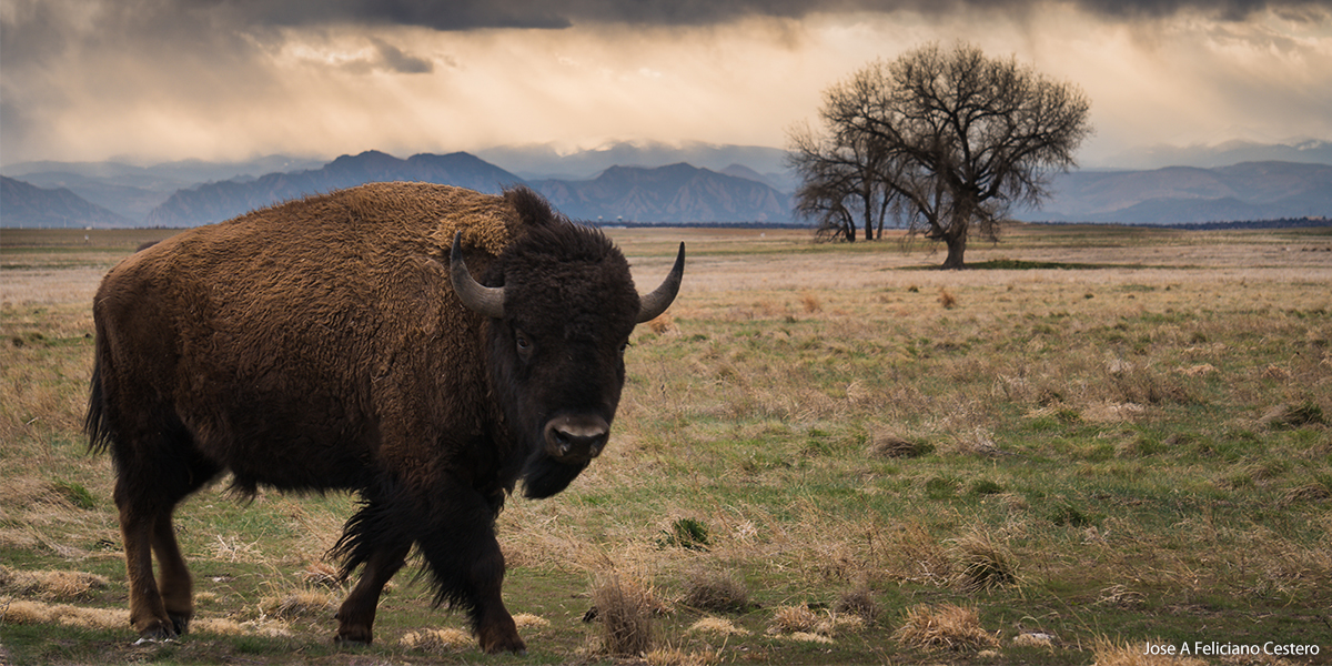 Bison at Rocky Mt. National Refuge