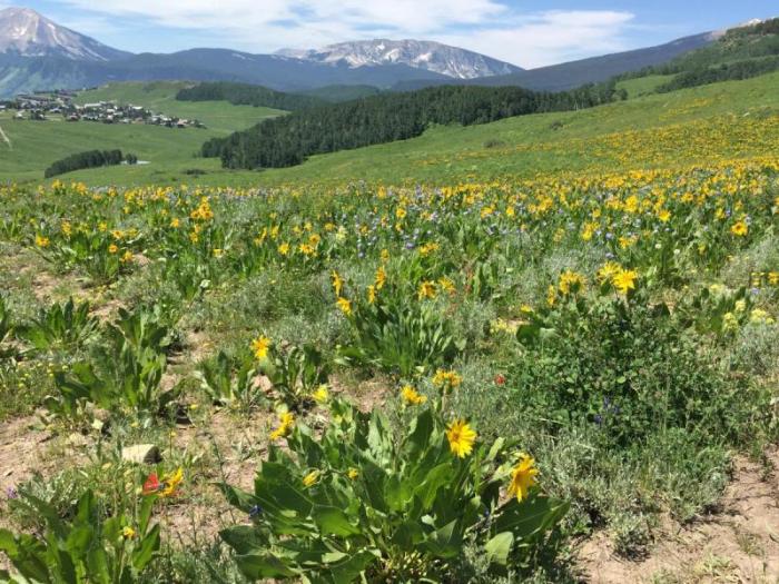 Crested Butte Snodgrass wildflowers