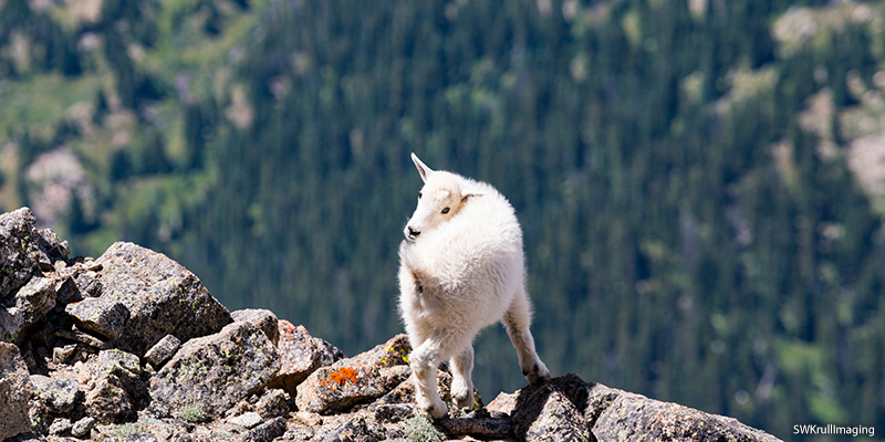 Alpine Wildlife in Colorado