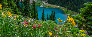 crested butte wildflowers