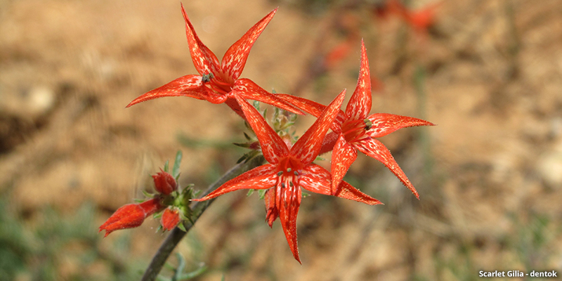 Scarlet Gilia wildflower