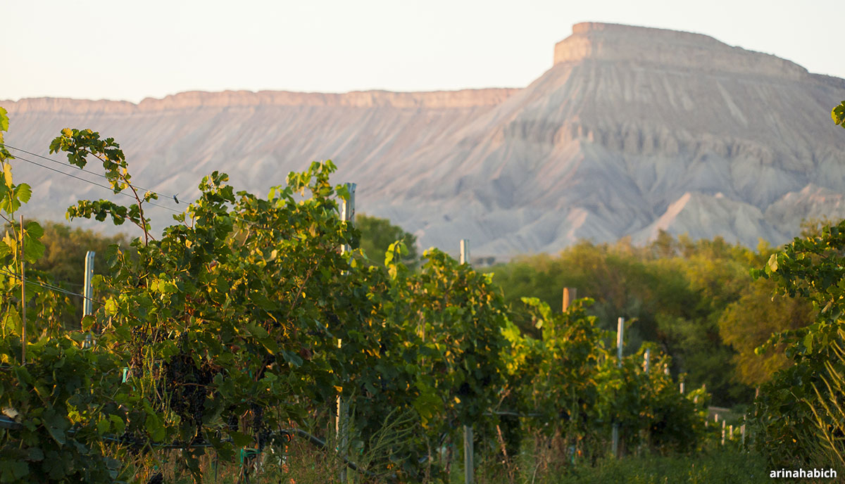 Vineyard in Palisade, Colorado