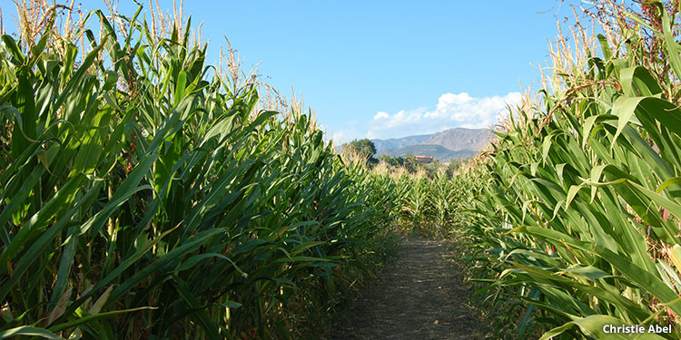 fall festival Corn Maze