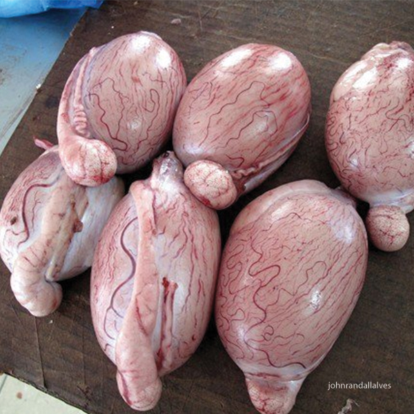 rocky mountain oysters raw