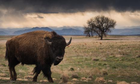 Native Bison in Colorado