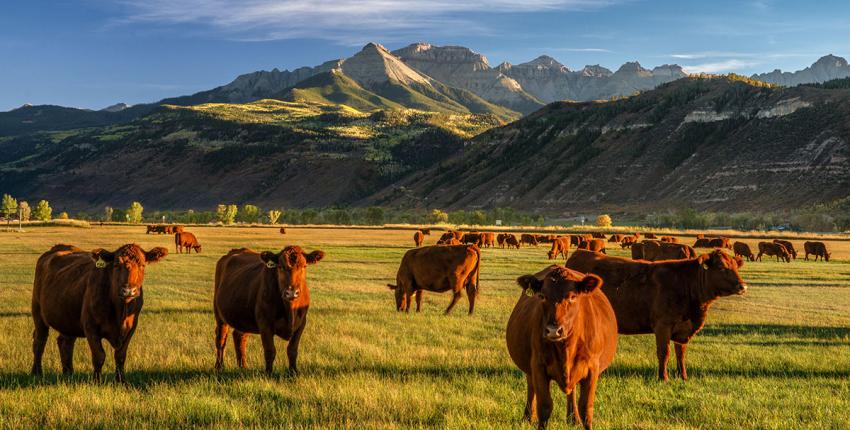 Cattle in Colorado