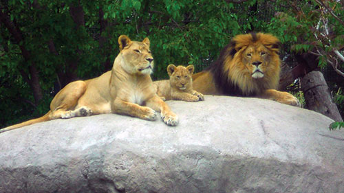Pueblo Zoo