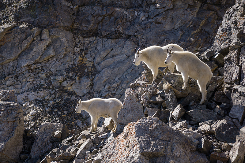 Mountain Goats in Georgetown, Colorado