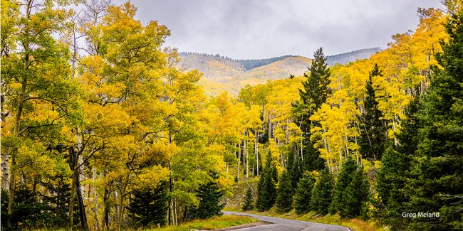 Aspen Trees a Colorful Colorado Experience