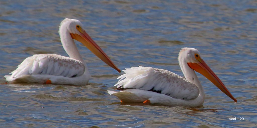 Barr Lake Pelicans