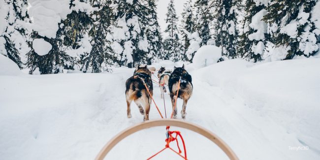 Best Places to Go Dog Sledding in Colorado